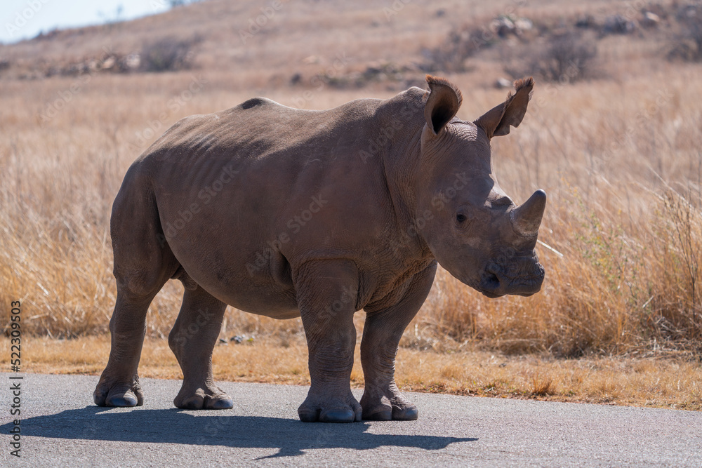 A stunning Horned Wide lipped Rhino baby adolescent walking in the bush veld with its dad looking for graze and trying to intimidate the tourists. Taken a Rietvlei nature reserve in South African 