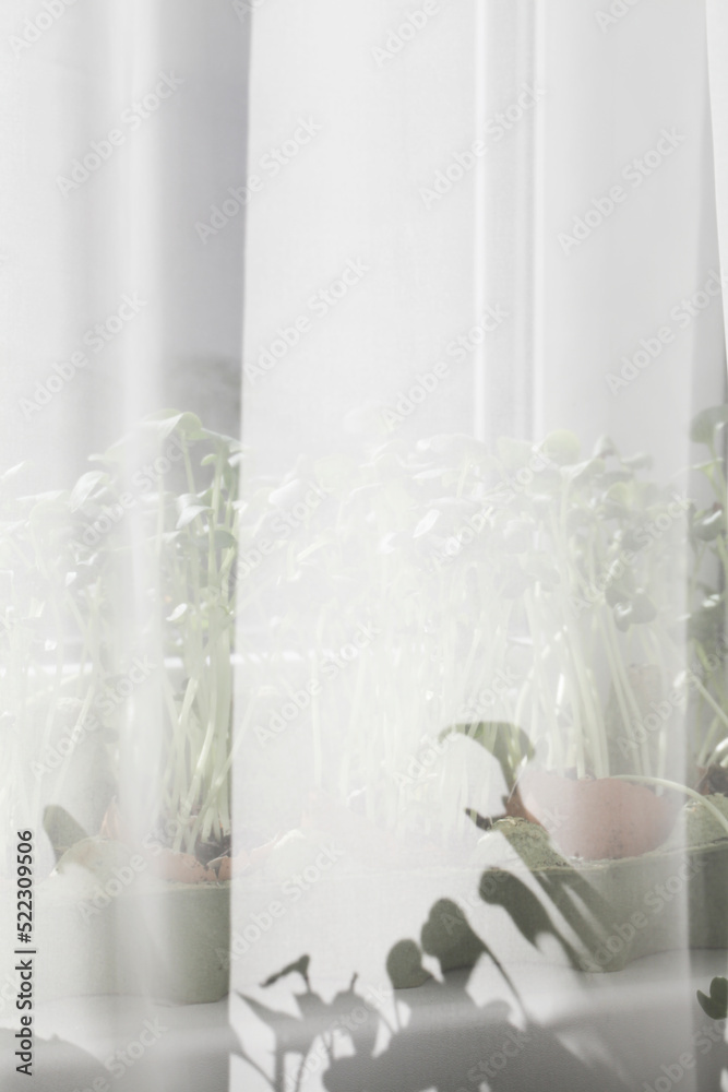 Garden on windowsill. healthy lifestyle, home gardening concept.microgreens grow in eggshells.zero waste. agrarian life in urban areas.selective focus