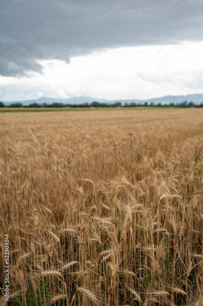Golden wheat field grwoing under cloudy sky