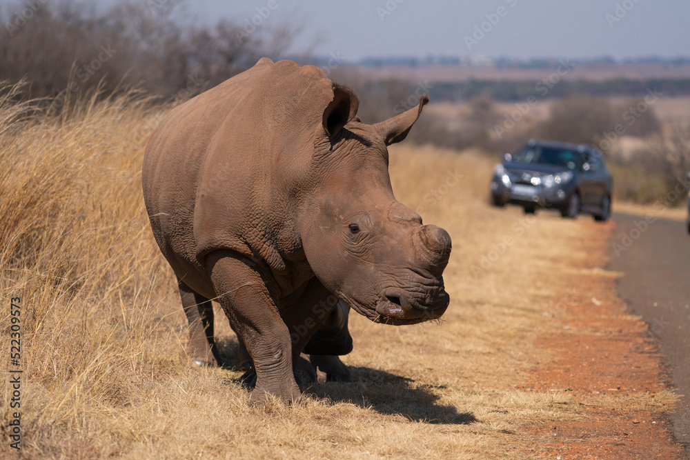 Fototapeta premium A stunning De Horned Wide lipped Rhino showing battle scars from fights, walking in the road in between the cars during a Safari game drive. Part of the Big five, taken in Rietvlei nature reserve