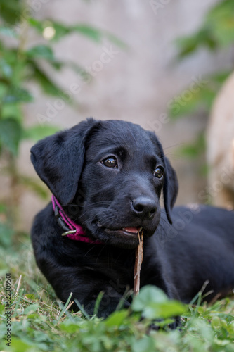 Wallpaper Mural Adorable purebred black labrador retriever puppy chewing a stick Torontodigital.ca