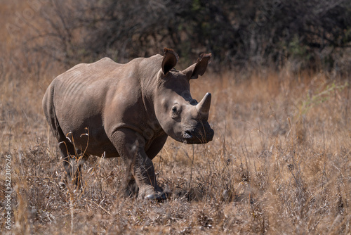 A stunning Horned Wide lipped Rhino baby adolescent walking in the bush veld with its dad looking for graze and trying to intimidate the tourists. Taken a Rietvlei nature reserve in South African 