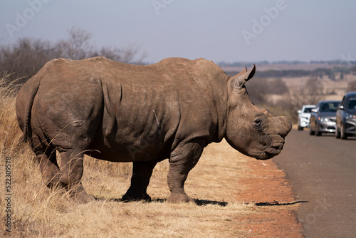 A stunning De Horned Wide lipped Rhino showing battle scars from fights, walking in the road in between the cars during a Safari game drive. Part of the Big five, taken in Rietvlei nature reserve
