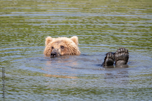 Alaskan brown bear relaxing at McNeil River