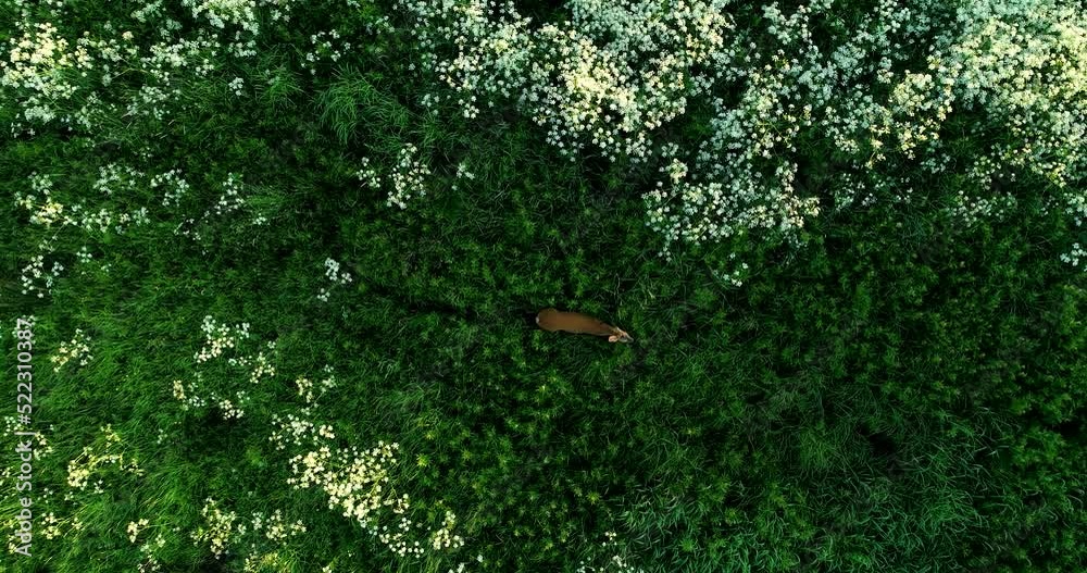 Roe deer moving in the middle of lush vegetation Roe deer moving in the middle of lush vegetation