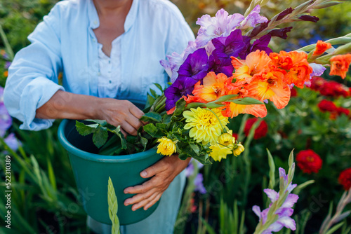 Fototapeta Close up of bucket full of fresh gladiolus and dahlia flowers harvested in summer garden