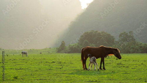 Fototapeta Naklejka Na Ścianę i Meble -  A beautiful meadow in Vietnam