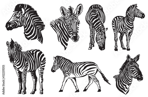 Vector big set of zabras on white isolated graphical illustration  savanna animal