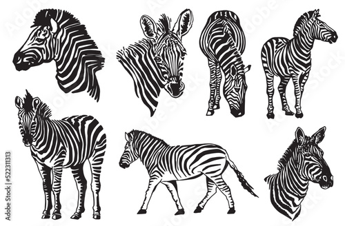 Vector big set of zabras on white isolated,graphical illustration, savanna animal