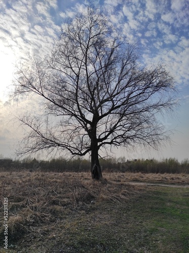 tree in the field