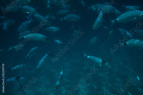 school of fish at the water surface in the Mediterranean sea.