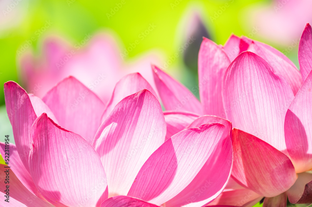 蓮の花びら 蓮の花びら