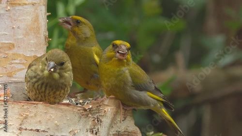 european greenfinch flock of bird perced on bird feeder natural world norway photo