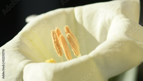 
thorn-apple with white flower photo