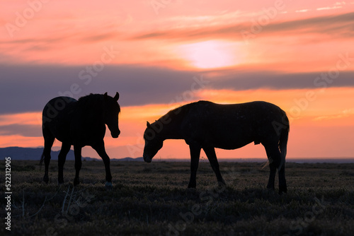 Wild Horses Silhouetted in a Utah Desert Sunset © natureguy