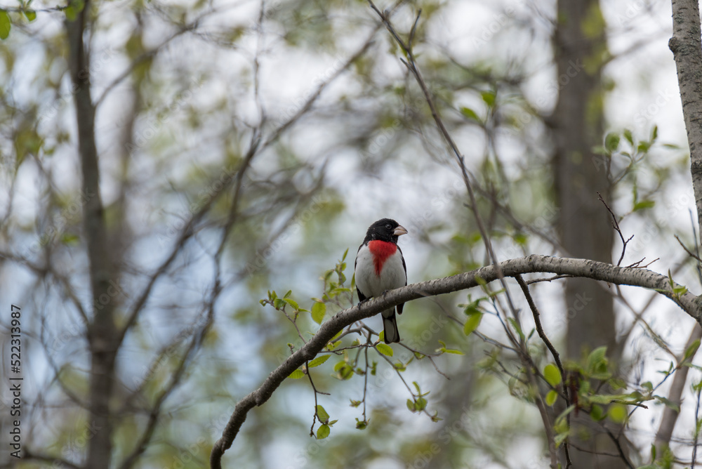 Rose-breasted Grosbeak Perched On A Branch Rose-breasted Grosbeak Perched On A Branch