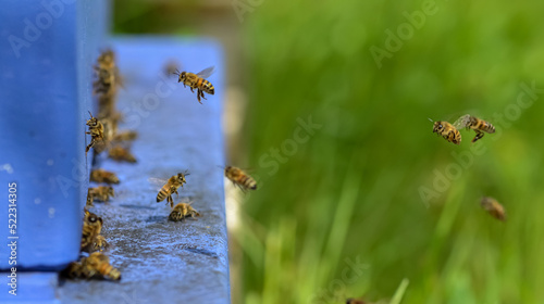 Honeybees flying towards the hive © Bernadette