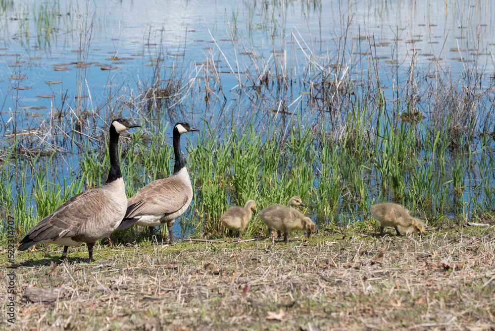 Canada Geese And Goslings At Waterfowl Preserve Canada Geese And Goslings At Waterfowl Preserve