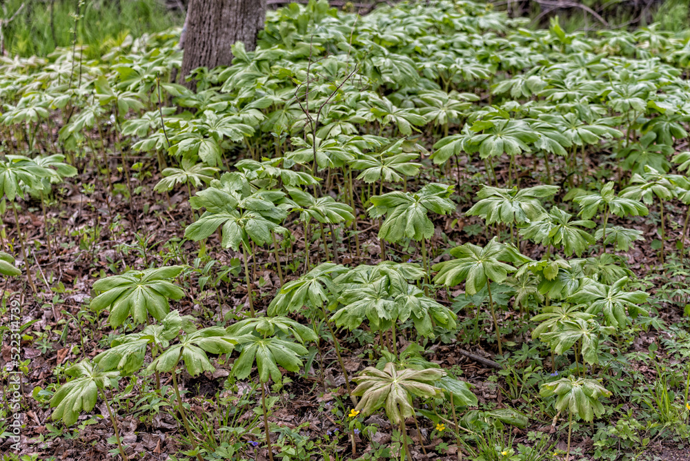 Mayapple Growing Wild In Spring Mayapple Growing Wild In Spring