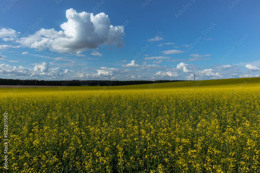 Obraz premium rapeseed field and a cloudy sky