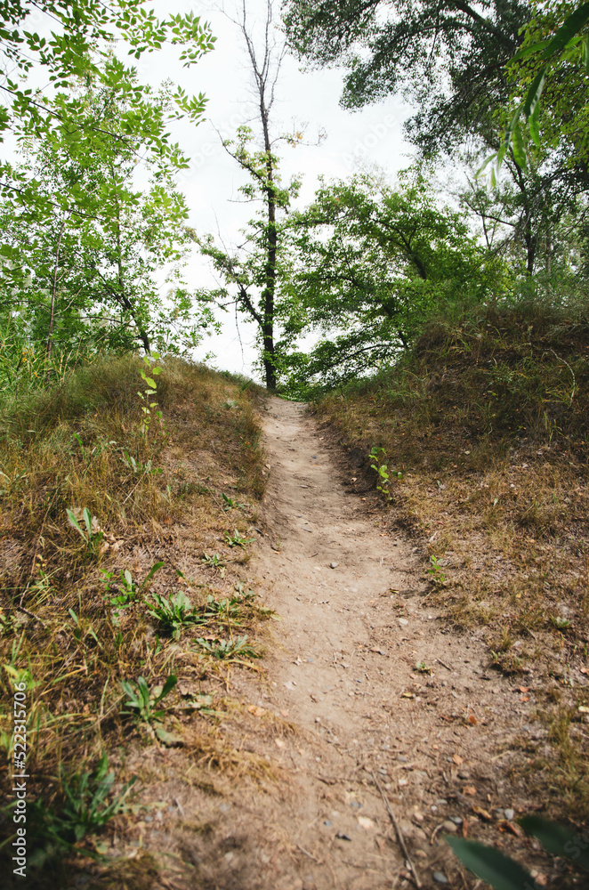 Fototapeta premium path in the forest