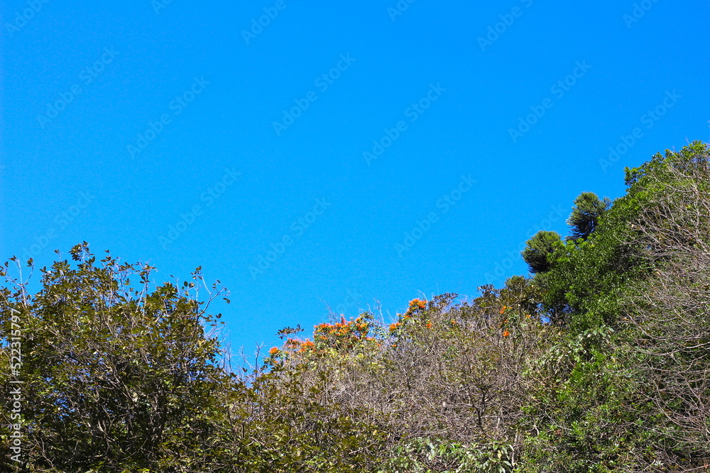 looking at the blue sky amidst the trees, looking up, watching the sky and the treetops looking at the blue sky amidst the trees, looking up, watching the sky and the treetops