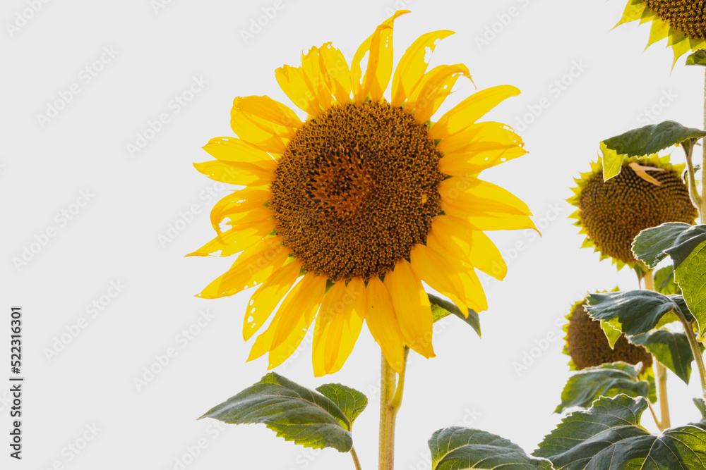 Obraz premium Sunflower in summer. Agriculture. Selective depth of field.