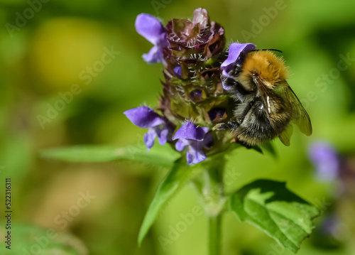 A bumblebee in a blue flower