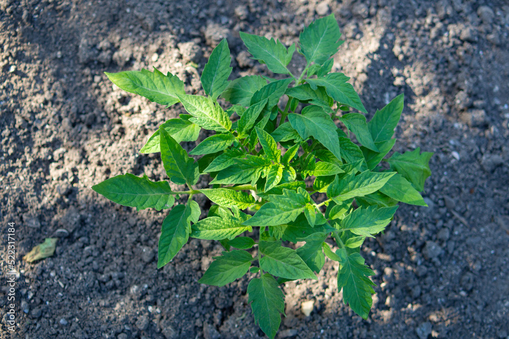 Top view of a Tomato bush on the background of a black bed close-up Top view of a Tomato bush on the background of a black bed close-up