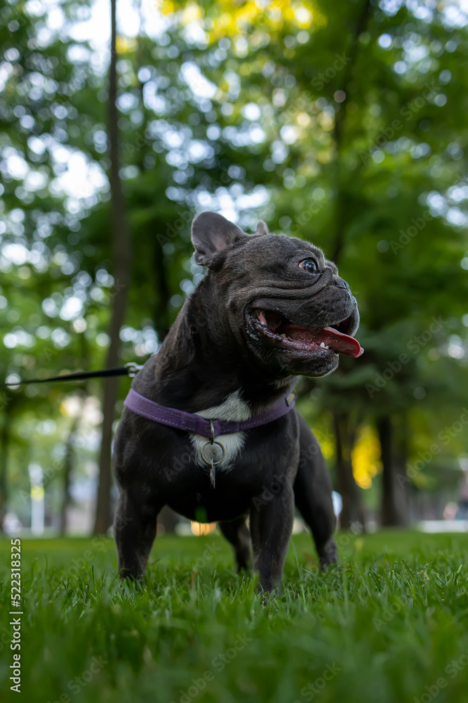 powerful dog french bulldog stands in the park with his tongue hanging out and looking to the side powerful dog french bulldog stands in the park with his tongue hanging out and looking to the side