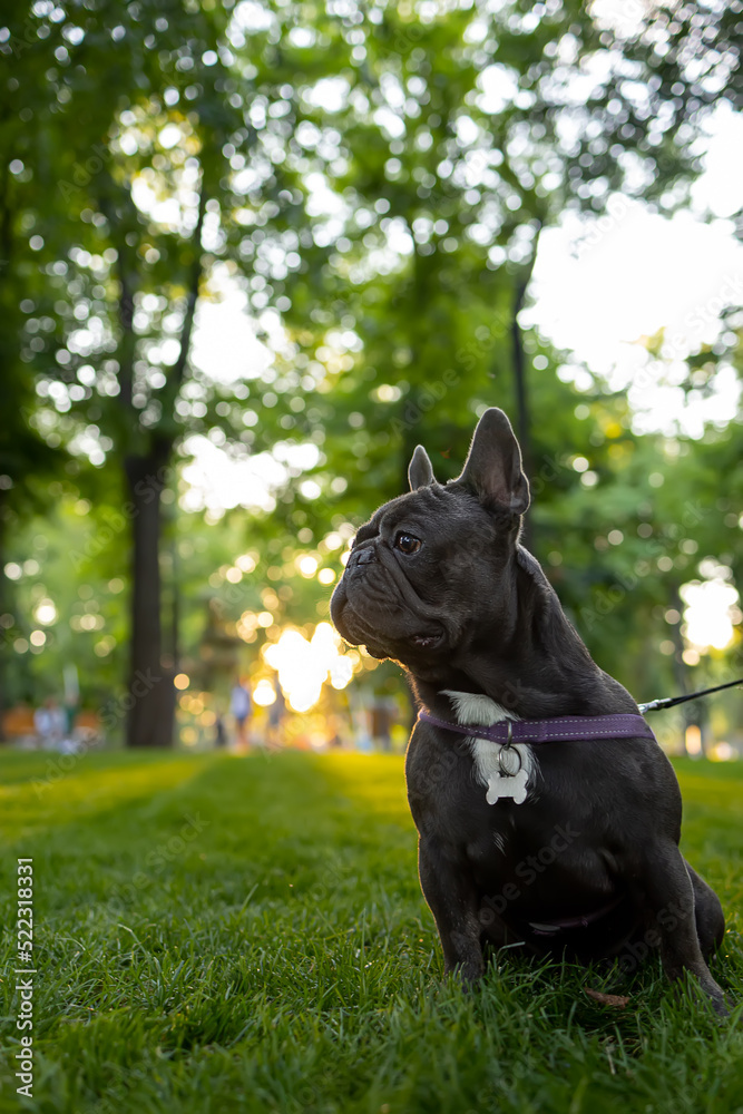 beautiful black french bulldog being trained in the park at sunset looks away with his tongue hanging out