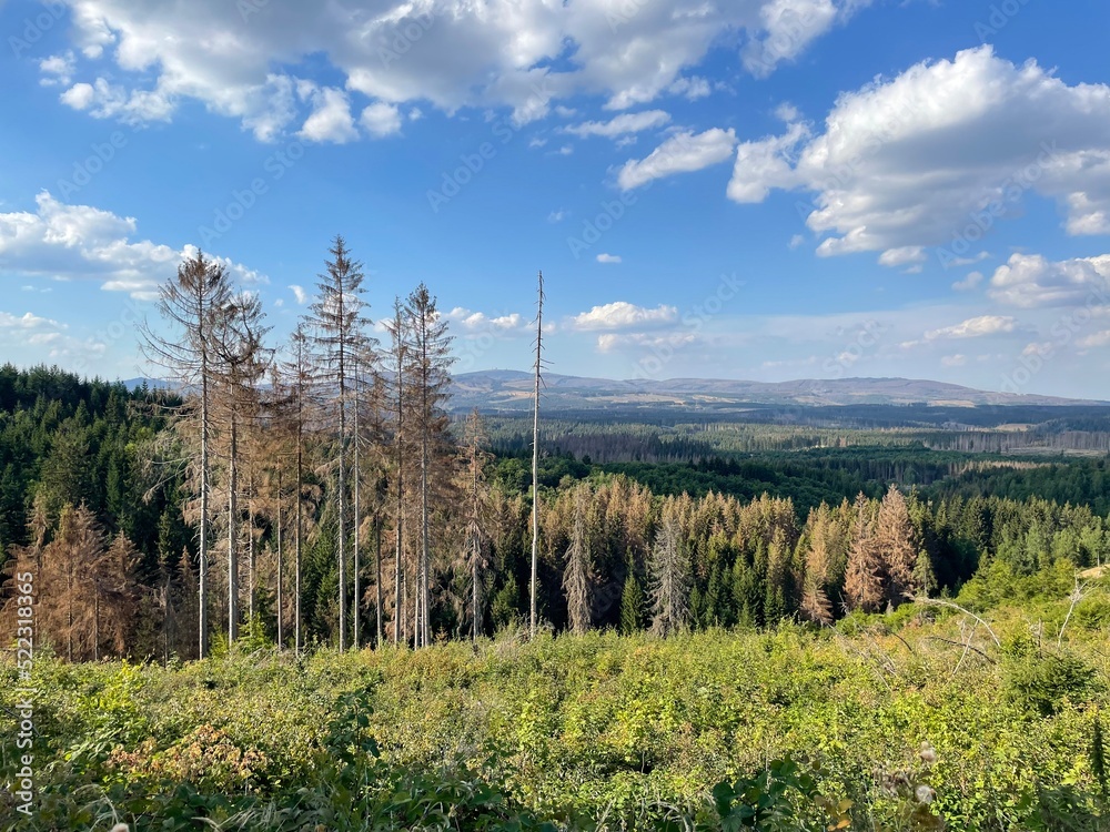 Brocken im Harz mit Waldsterben