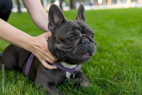 the hands of the owner hold the French bulldog so that he does not run forward quickly