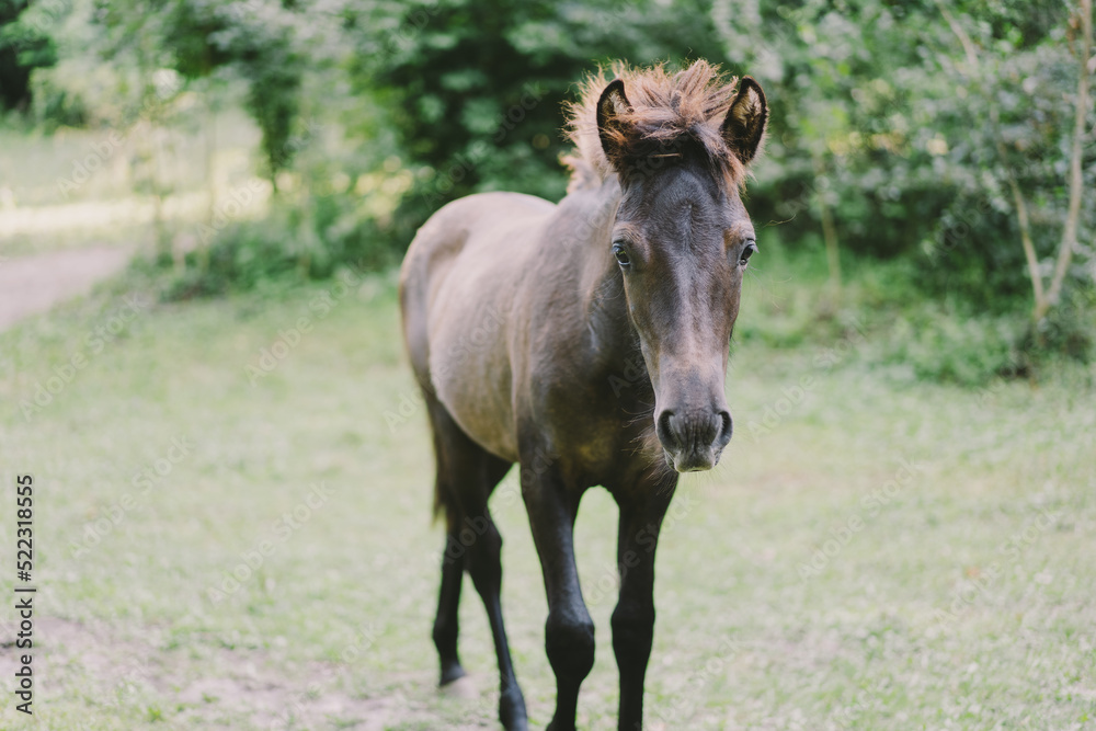 Beautiful horse running and standing in tall grass. Portrait of a horse Beautiful horse running and standing in tall grass. Portrait of a horse