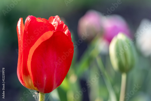 red tulips on the garden close-up
