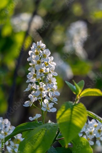 a branch of a flowering bird cherry