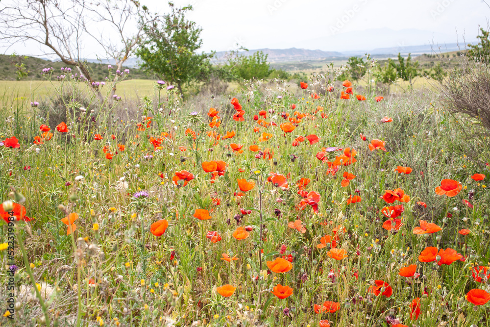 Blooming poppies valley at Bardenas reserve Navarre Spain