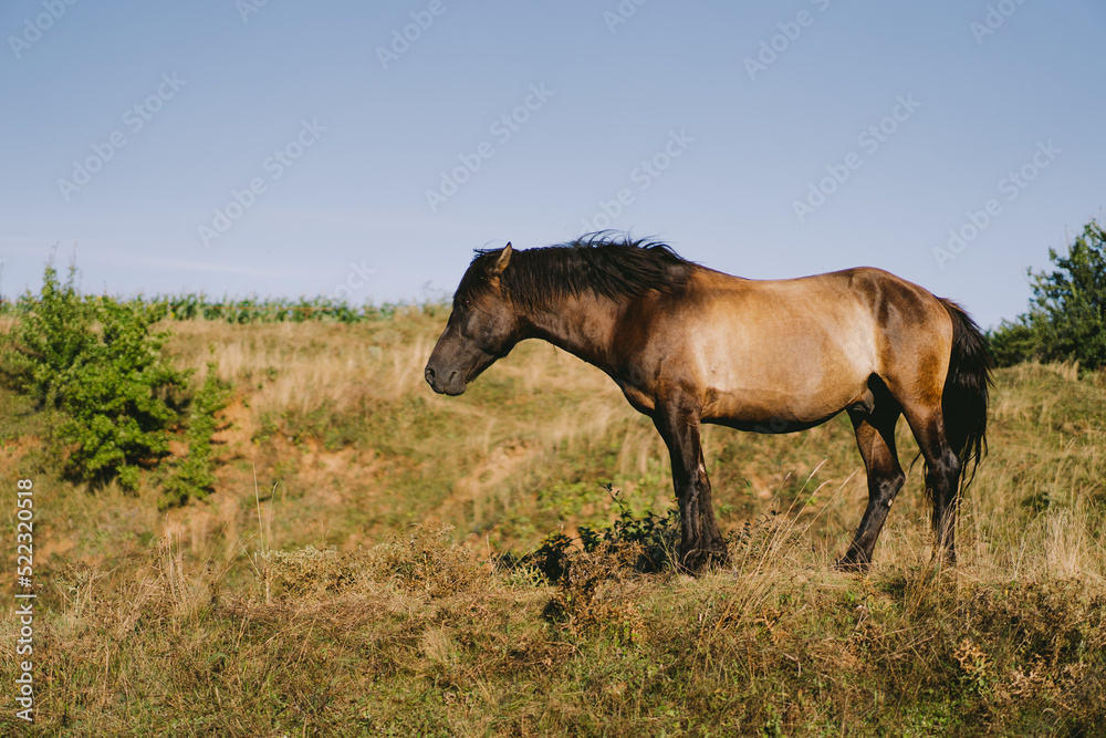 Beautiful horse running and standing in tall grass. Portrait of a horse Beautiful horse running and standing in tall grass. Portrait of a horse