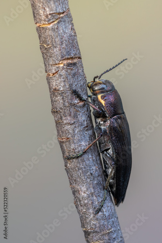 an insect - beetle - Buprestis haemorrhoidalis photo