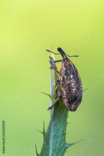 an insect - beetle - Larinus pollinis photo