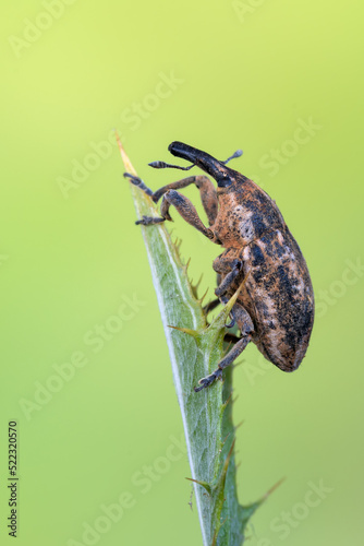 an insect - beetle - Larinus pollinis photo