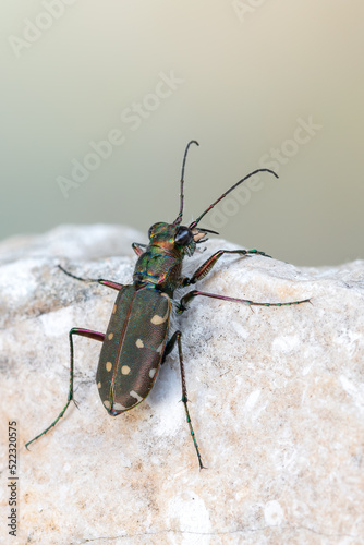 insect - beetle - Calomera littoralis photo