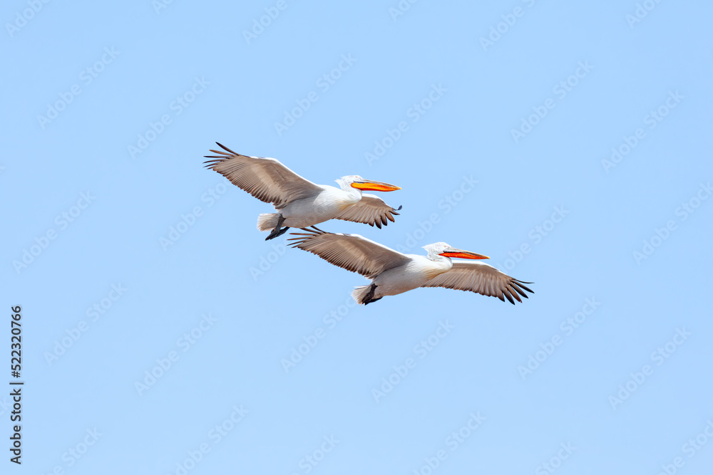 Obraz premium Two flying Dalmatian Pelican in the delta of Volga River (near Caspian sea, Astrakhan, Russia). The Dalmatian pelican (Pelecanus crispus) is the largest member of the pelican family. 