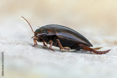 an insect - beetle - Colymbetes fuscus