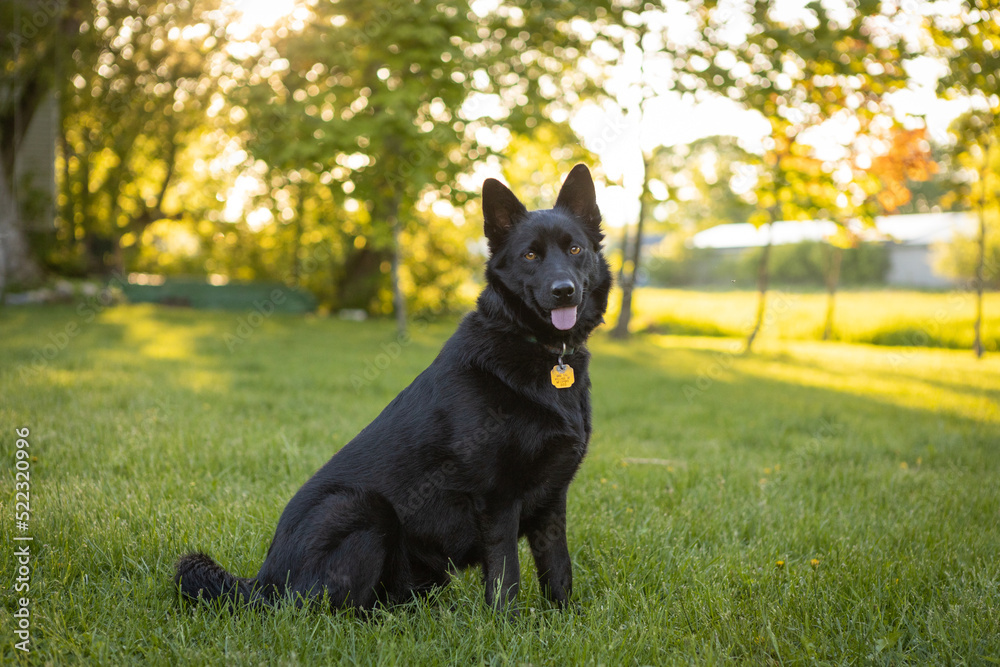 Young black mixed breed dog sitting outside in the summer Young black mixed breed dog sitting outside in the summer