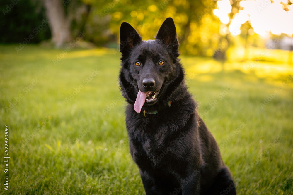 Young black mixed breed dog sitting outside in the summer