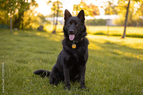 Young black mixed breed dog sitting outside in the summer