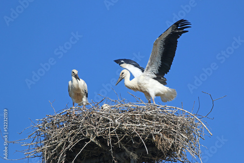  storks in their nest 