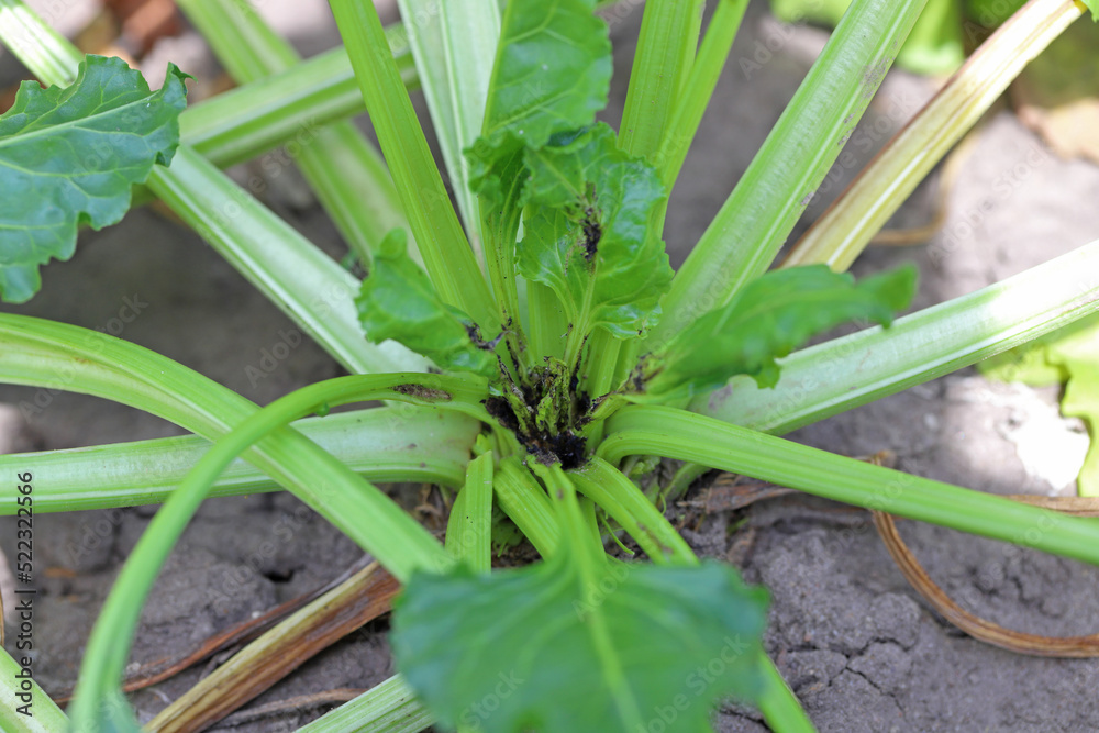 Damaged plants of sugar beet by caterpillars of the beet moth Scrobipalpa ocellatella, is a moth in the family Gelechiidae. This is an important pest of sugar beet and other crops. Damaged plants of sugar beet by caterpillars of the beet moth Scrobipalpa ocellatella, is a moth in the family Gelechiidae. This is an important pest of sugar beet and other crops.