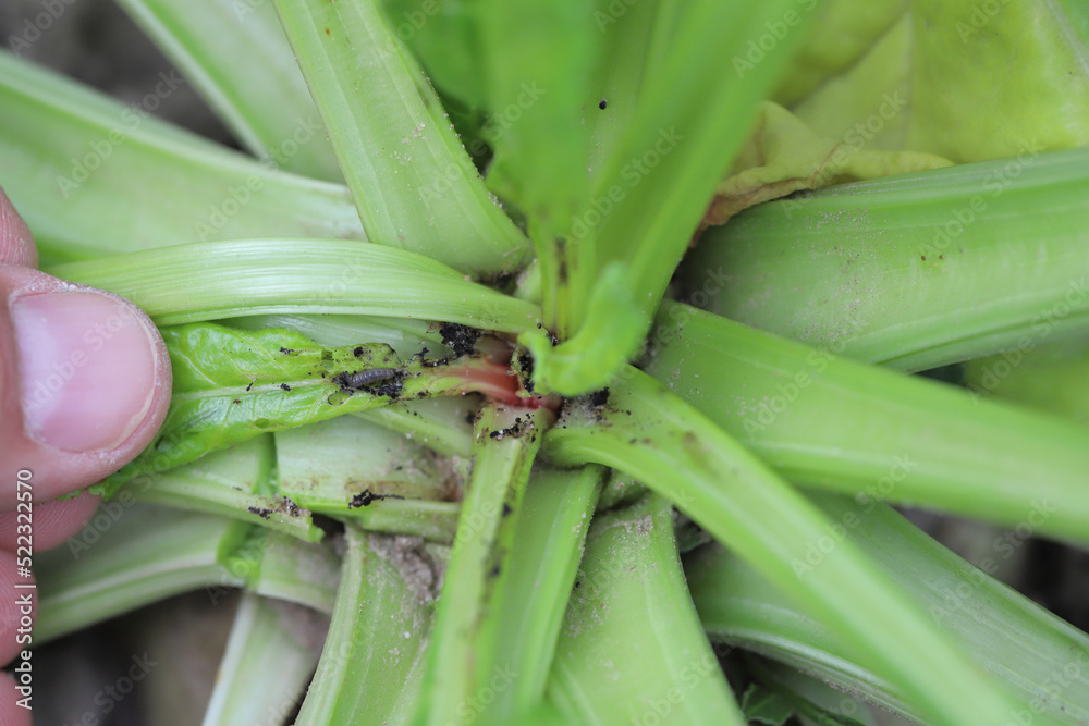 Fototapeta premium Damaged plants of sugar beet by caterpillars of the beet moth Scrobipalpa ocellatella, is a moth in the family Gelechiidae. This is an important pest of sugar beet and other crops.